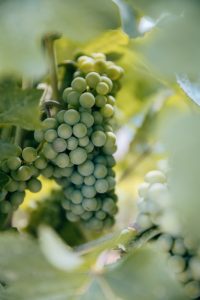 Study Shows BC Wine Industry Needs Up to $317 Million in Financial Assistance for Crop Replant Program